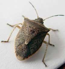 **OLD**  stink-bug2