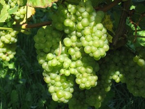 WineGrapes