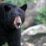 Black Bear