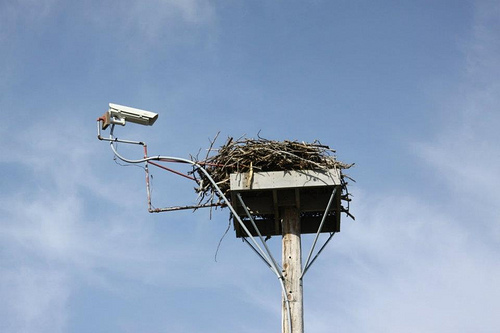 **OLD** Osprey Cam