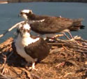 Osprey-Cam-2013