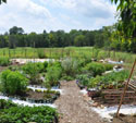 Hollins-Community-Garden