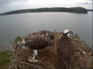 Osprey Nest2