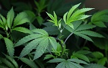 Marijuana (Source: AP) 