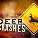 Car Deer Crashes