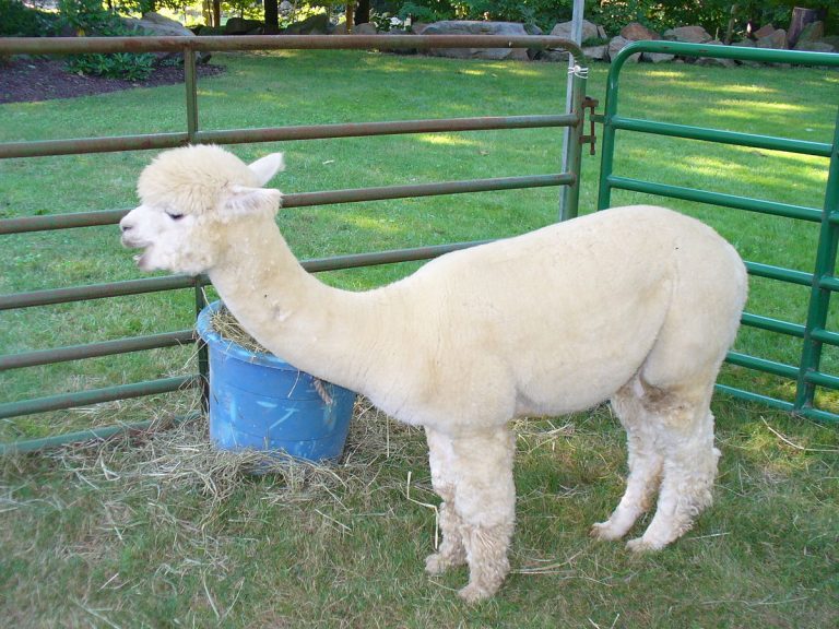 Alpaca - Wikipedia image