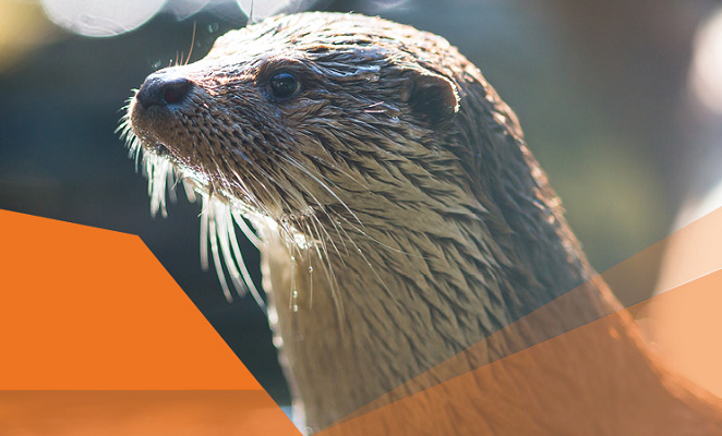 North American River Otter_Banner Graphic