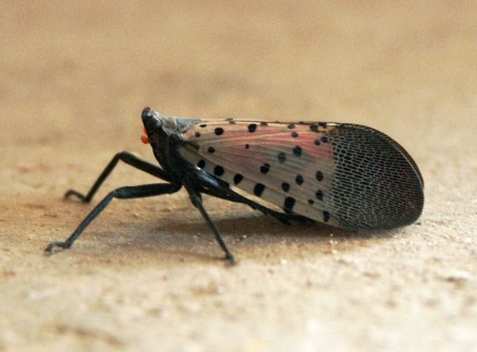 Spotted Lanternfly