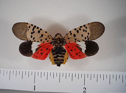 Spotted Lanternfly1