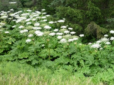 Giant Hogweed2