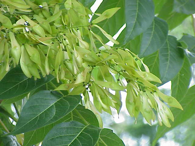 Ailanthus_altissima1