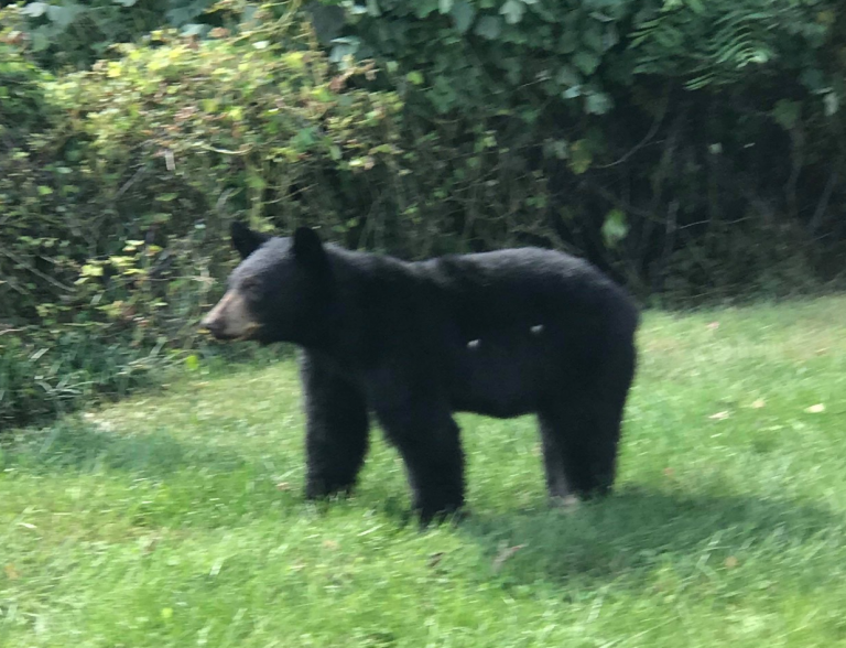 Bear at Country Cookin