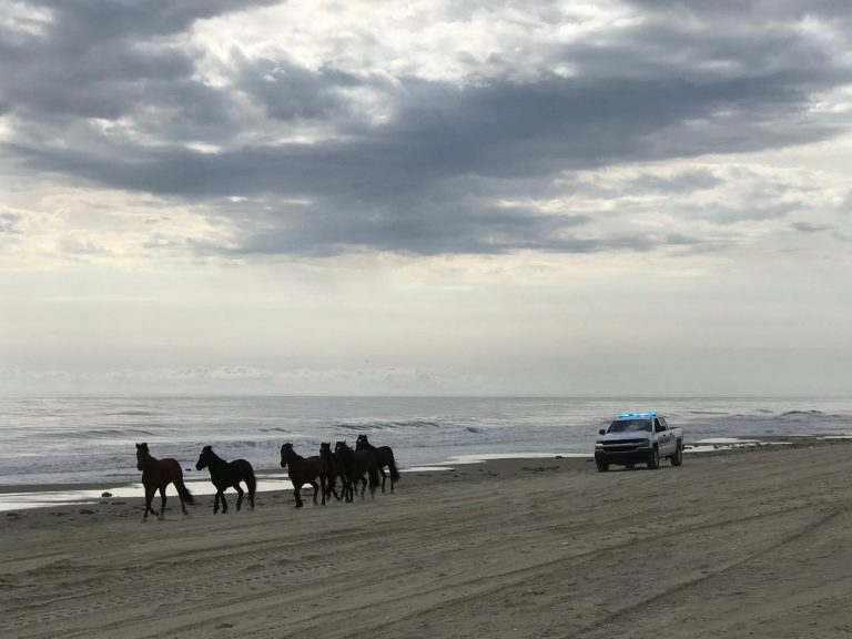 Corolla Wild Horses