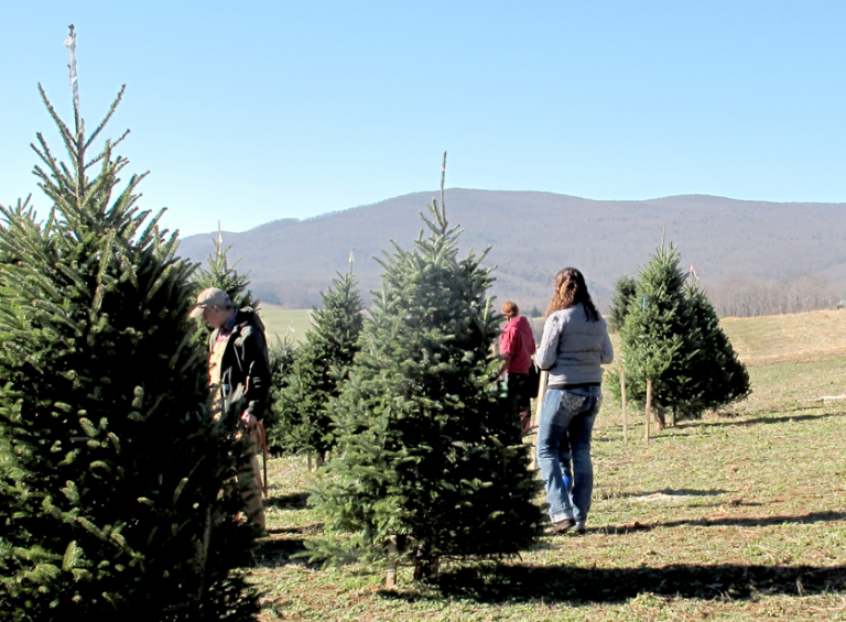 Christmas Tree Farm