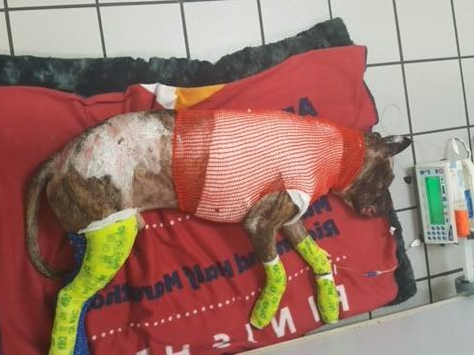 Virginia shelter says dog set on fire, suspect sought | Fox News