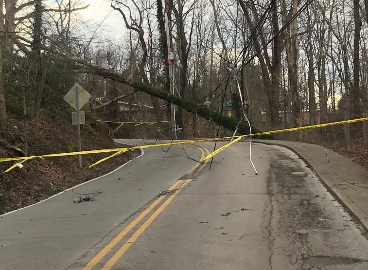 Tree Across Road