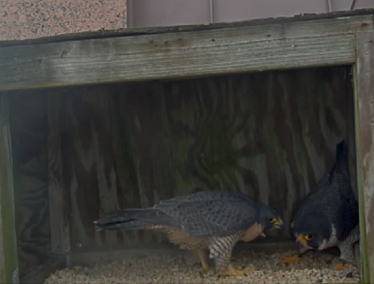 Peregrine Falcons Richmond Webcam