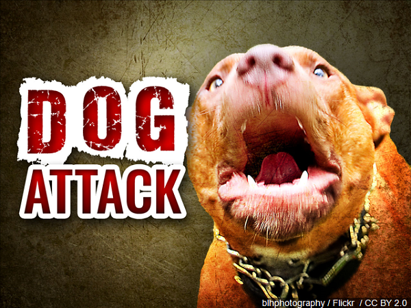 Dog Attack (Pit bull)