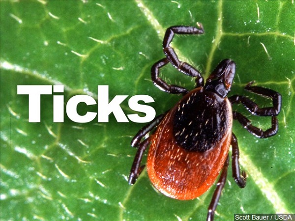 Ticks