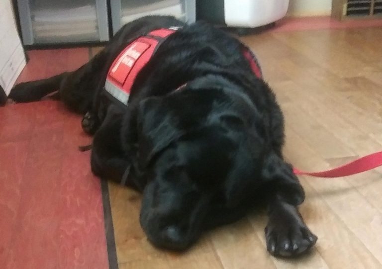 Kia Service Dog