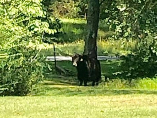 Meteor Yak