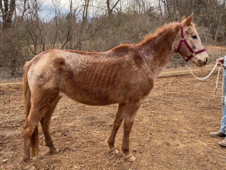 Abused Horse