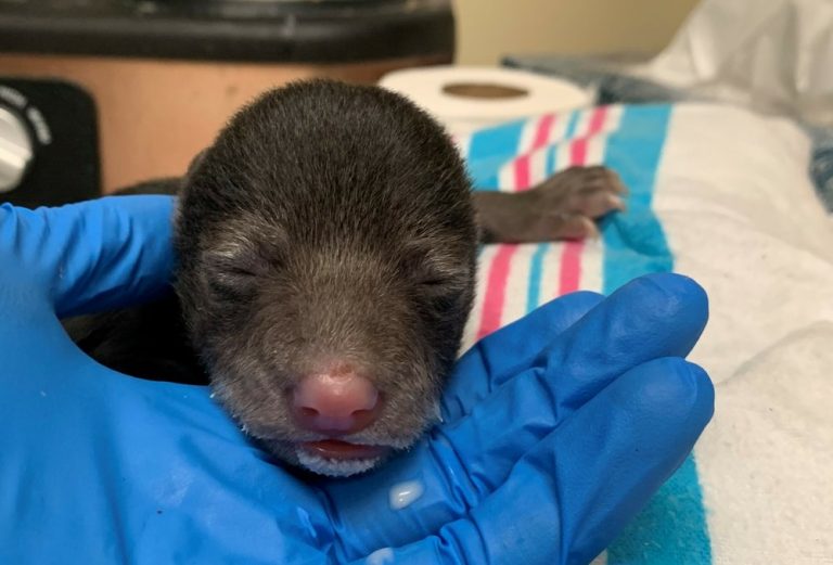 Orphaned bear cub