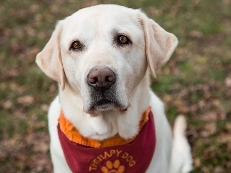 Moose Therapy Dog