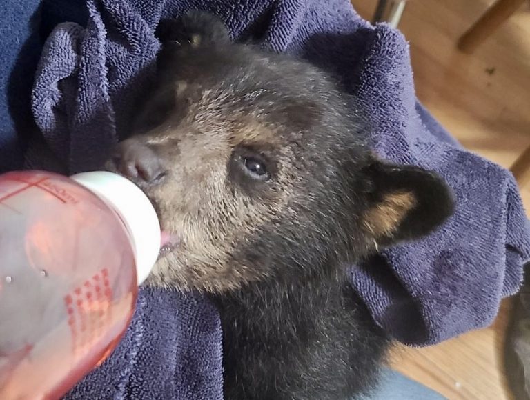 Rescued Cub1