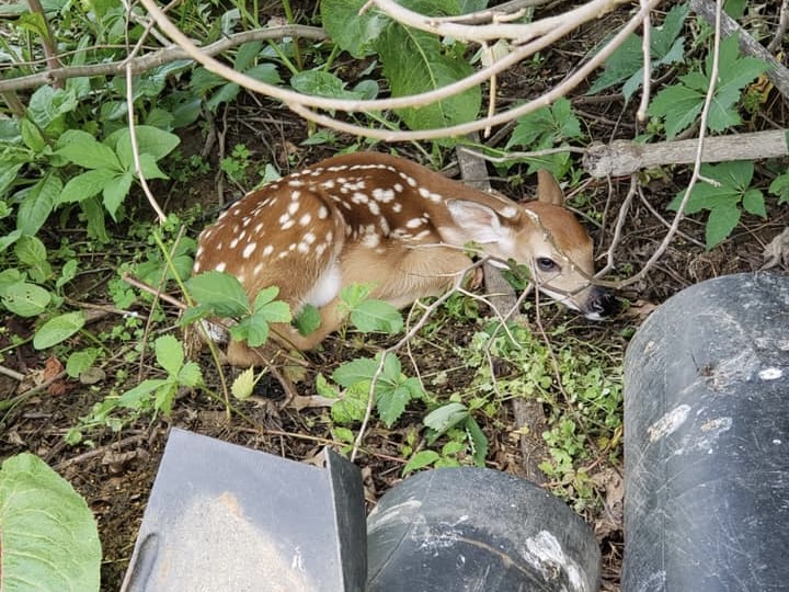 Fawn