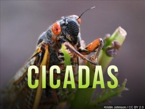 Cicadas emerge after 17 years and make a racket in parts of Va