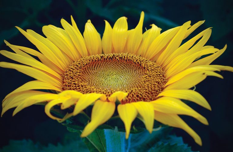 Sunflower 2