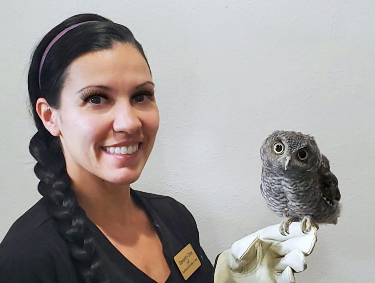 Eastern Screech Owl with Samatha