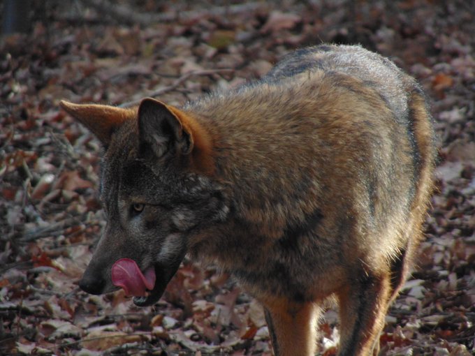 MM Zoo Red Wolf