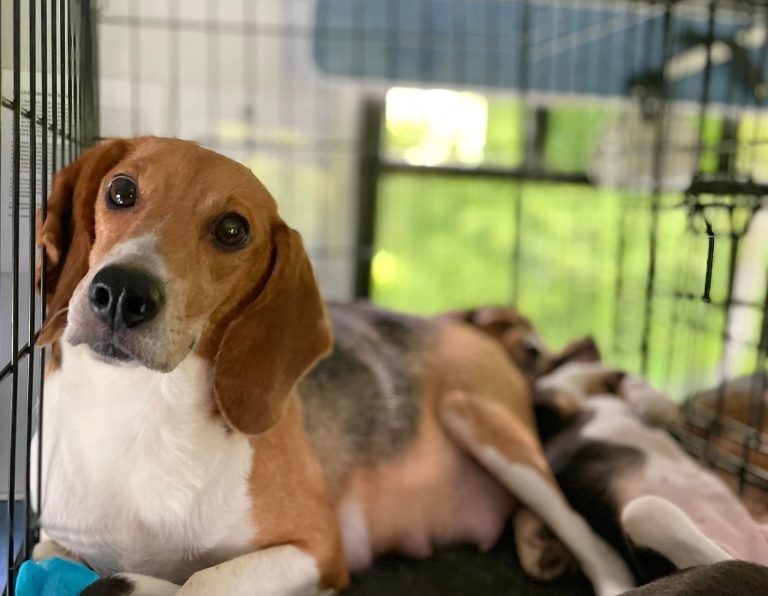 Beagle Adoption