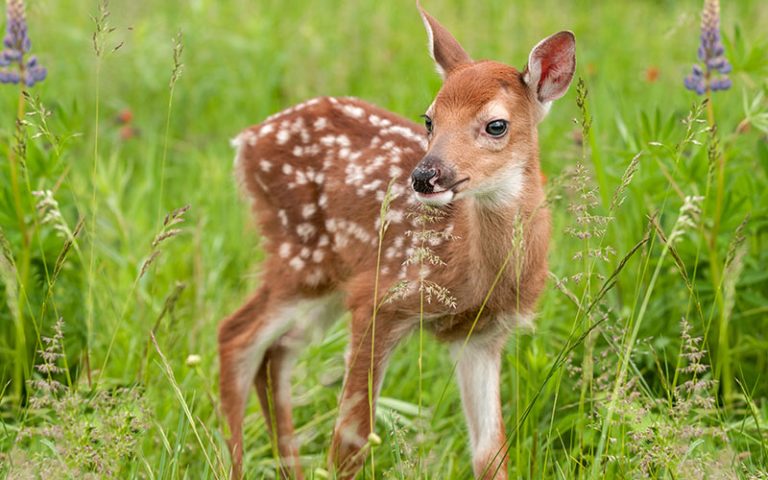 Fawn