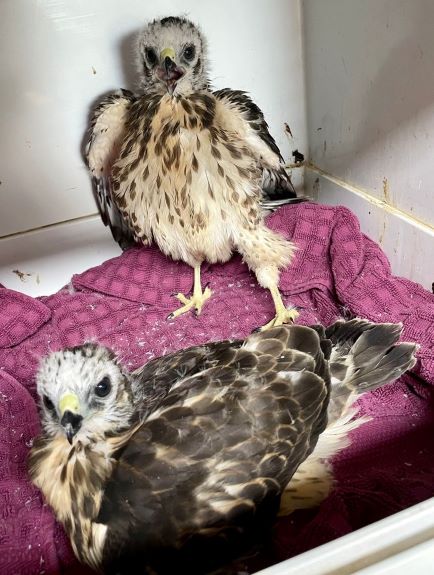 RESIZED broadwing hawk