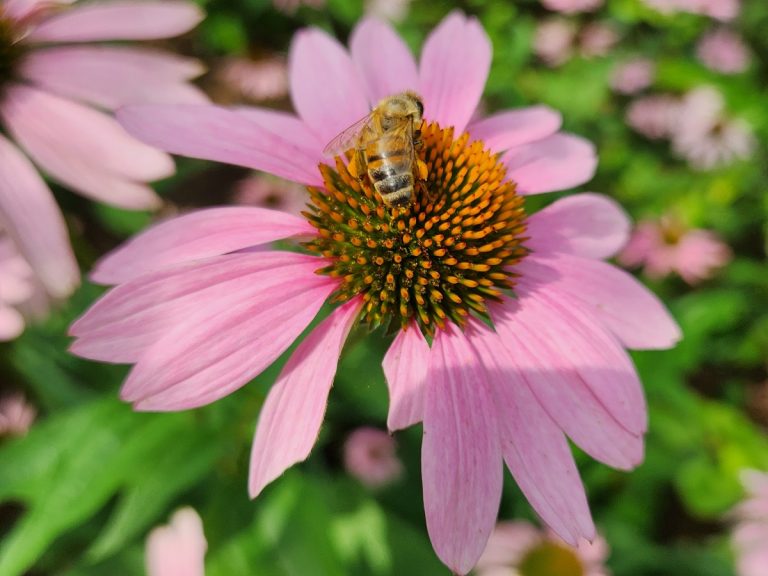 VWCC_Bee_Coneflower