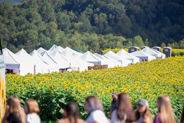 Sunflower Festival outside