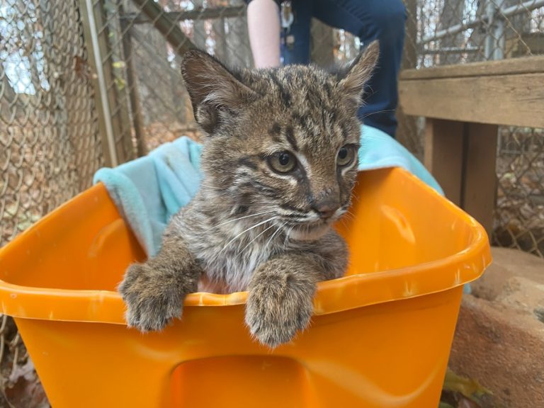 Bobcat 3