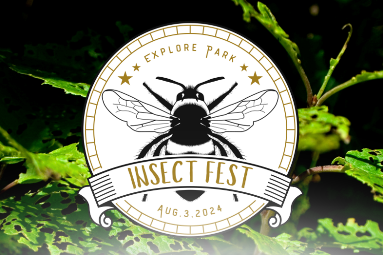 cover insect fest 2024