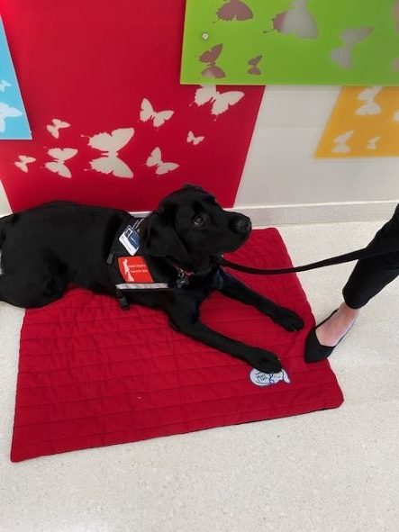 Carilion Children’s Welcomes Four-legged Tail Wagging Employee | News ...