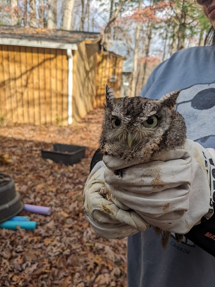 Eastern Screech-Owl