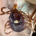 lone_star_tick