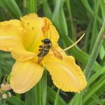 Richfield Daylily#2