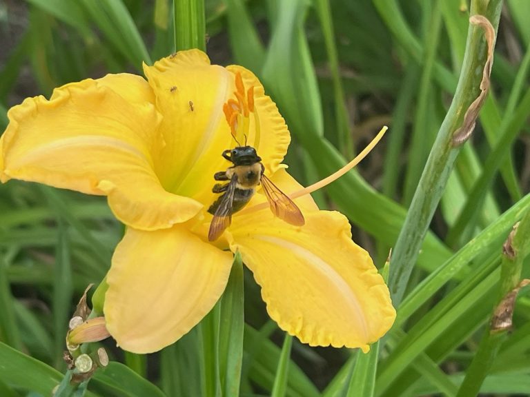 Richfield Daylily#2