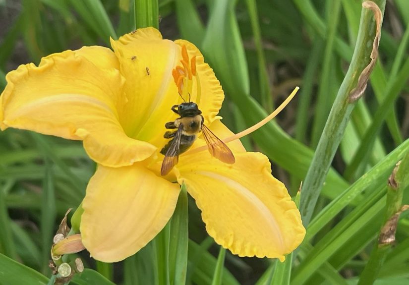 Richfield Daylily#2