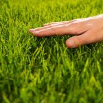 Human palm touching lawn grass low angle view
